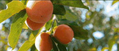 柿子和螃蟹一起真的会中毒吗,柿子与酸奶一起吃会中毒是真是假