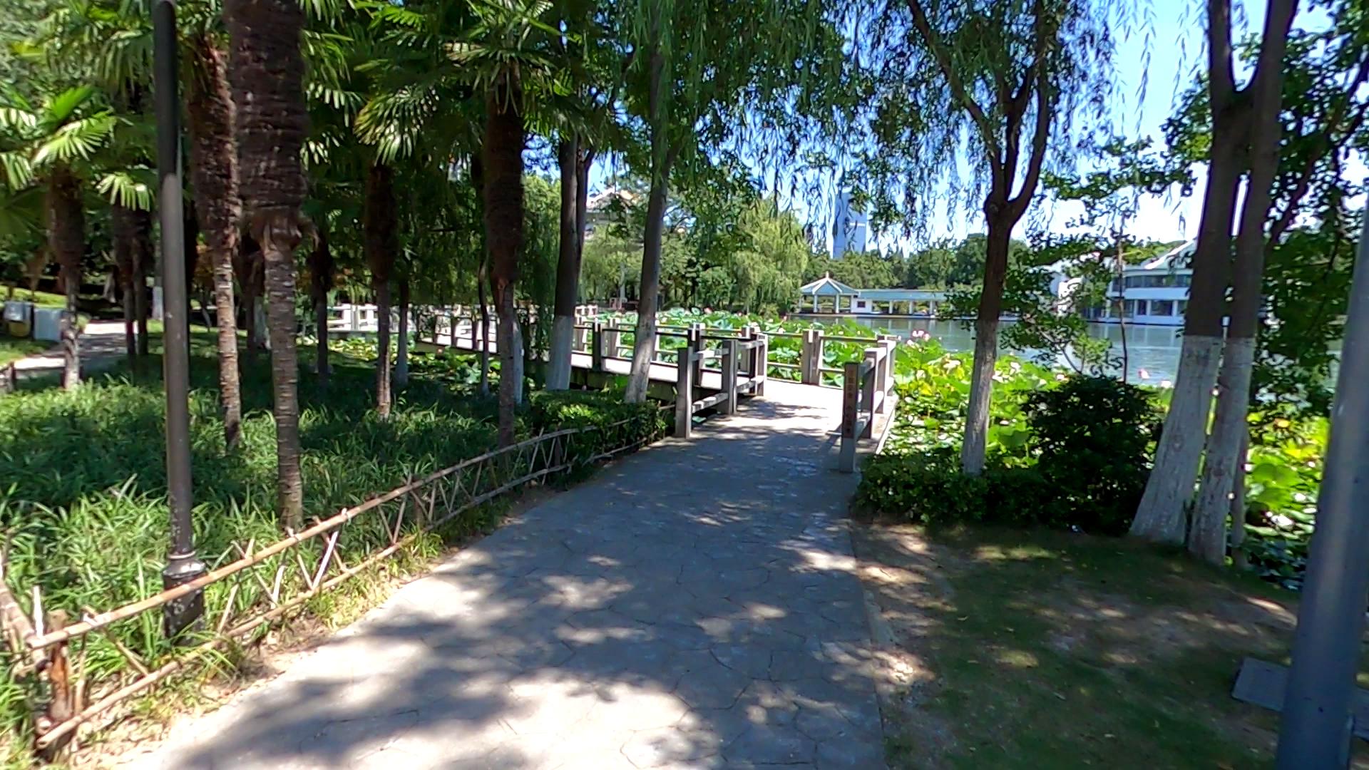 合肥的杏花公园的位置,有一棵杏花树的公园合肥