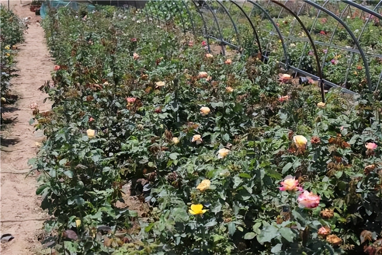 中国传统十大名花排名及文化内涵,中国十大名花惊艳世界