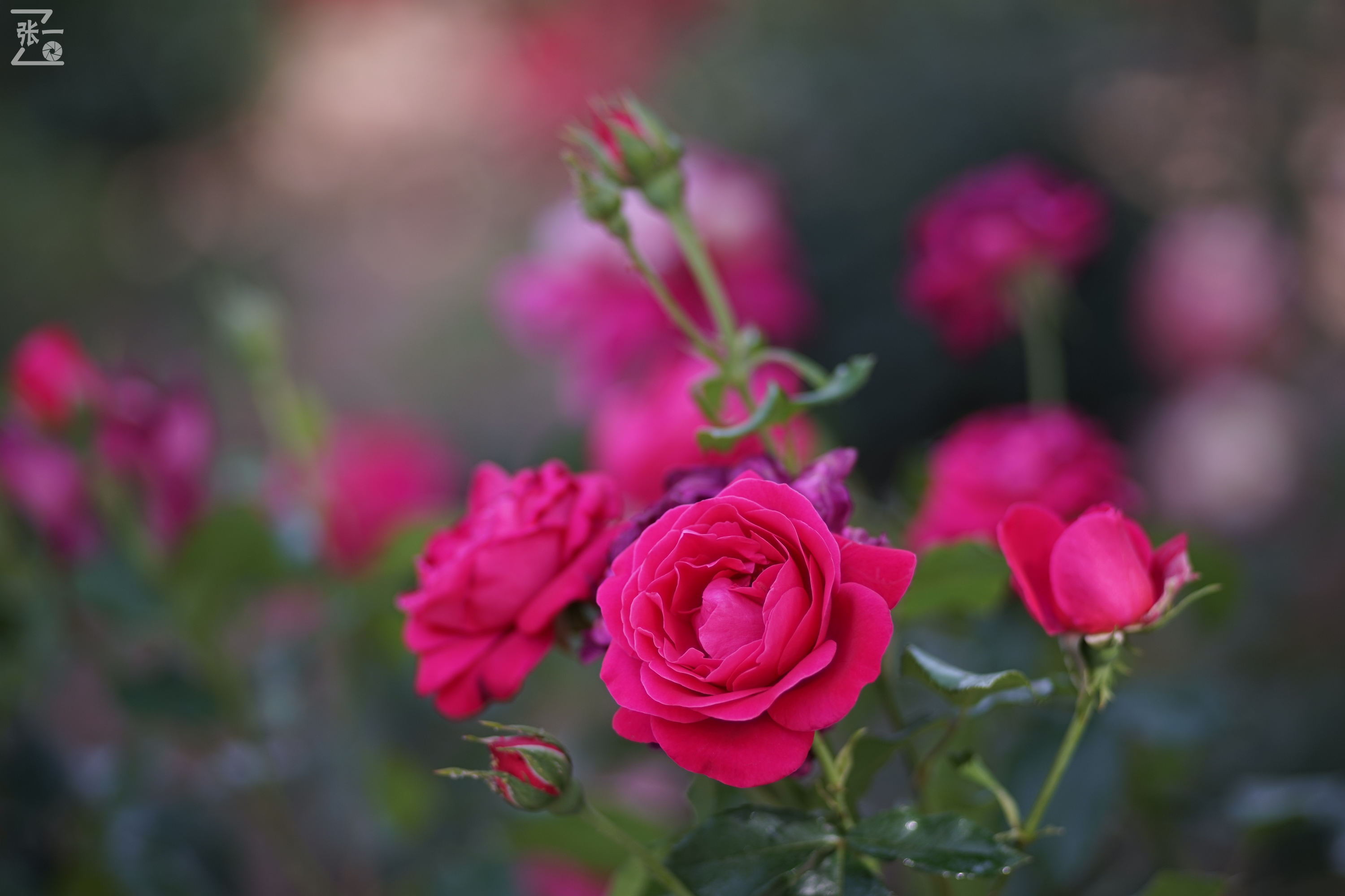 蔡司sonnar50毫米,蔡司sonnar镜头生产年份