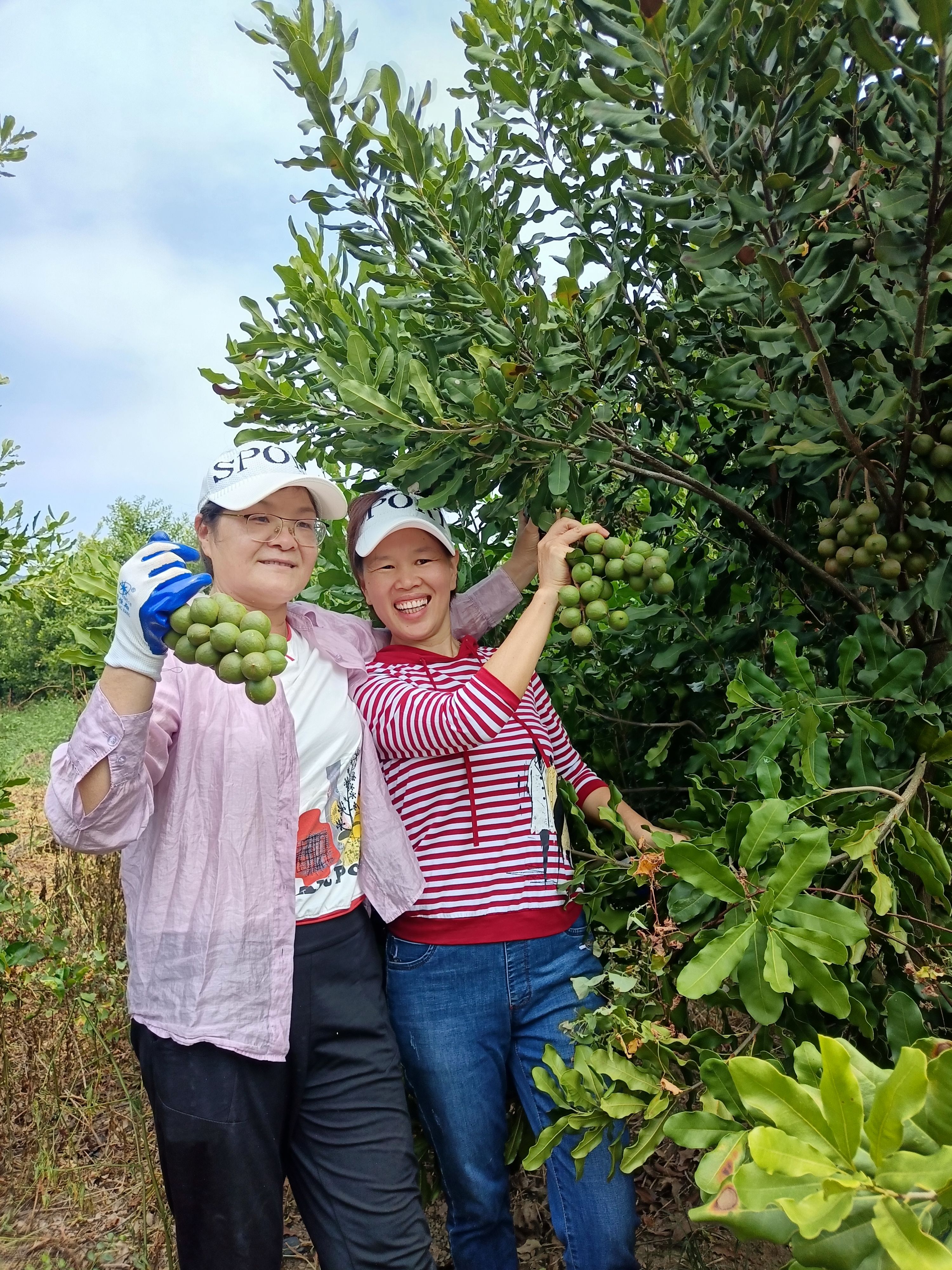 澳洲坚果采摘视频,澳洲坚果摘果