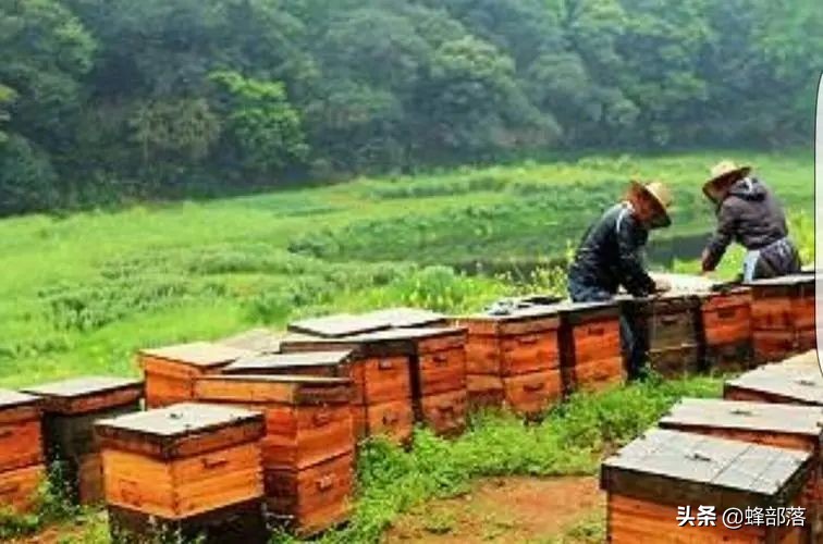 养蜂人蜂蜜产量,养蜂人新发明