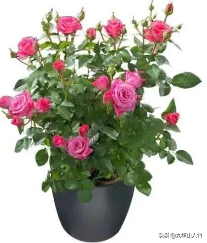 微型月季品种价格是多少 (微型月季品种有哪些)