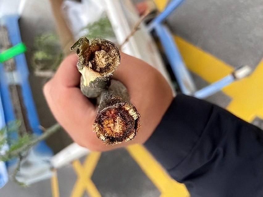 12月份园林绿化养护工作重点,元月份园林养护重点工作