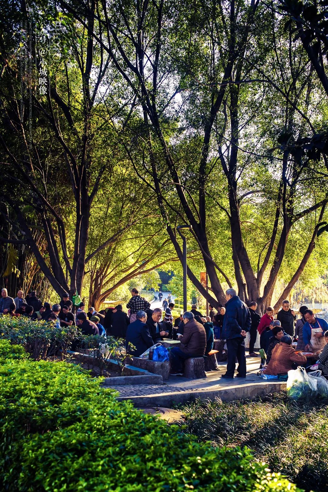 攀枝花是一种什么花,什么是攀枝花铁树