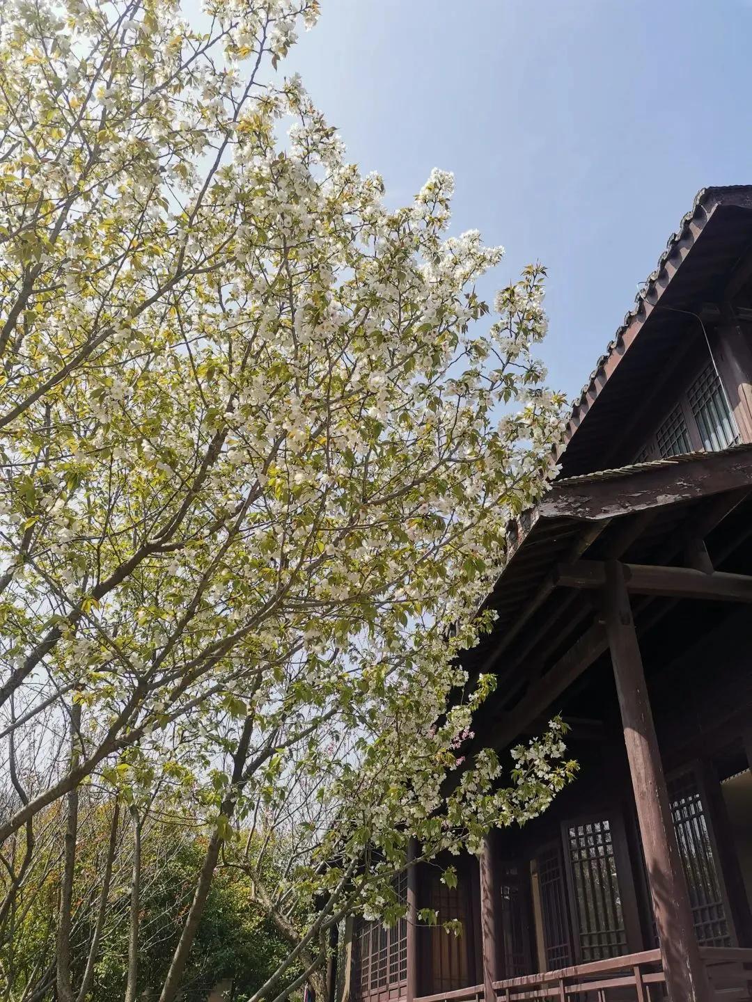 大草坪放风筝,草坪大风筝