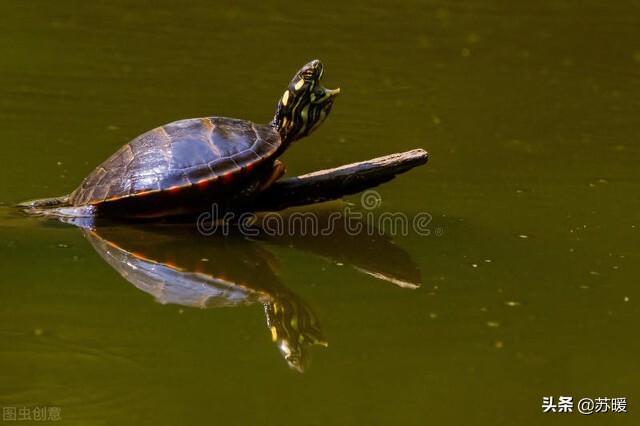 为什么新龟会被原缸的龟咬,龟断尾有什么危害