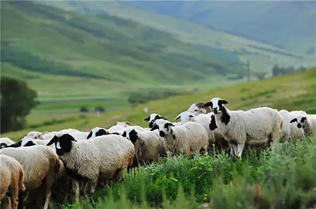 澳大利亚是不是活得最轻松的国家,澳大利亚一个让人神往的国家