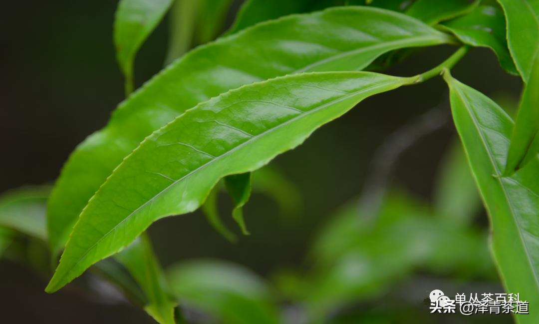 了解一下凤凰单丛,了解凤凰单丛