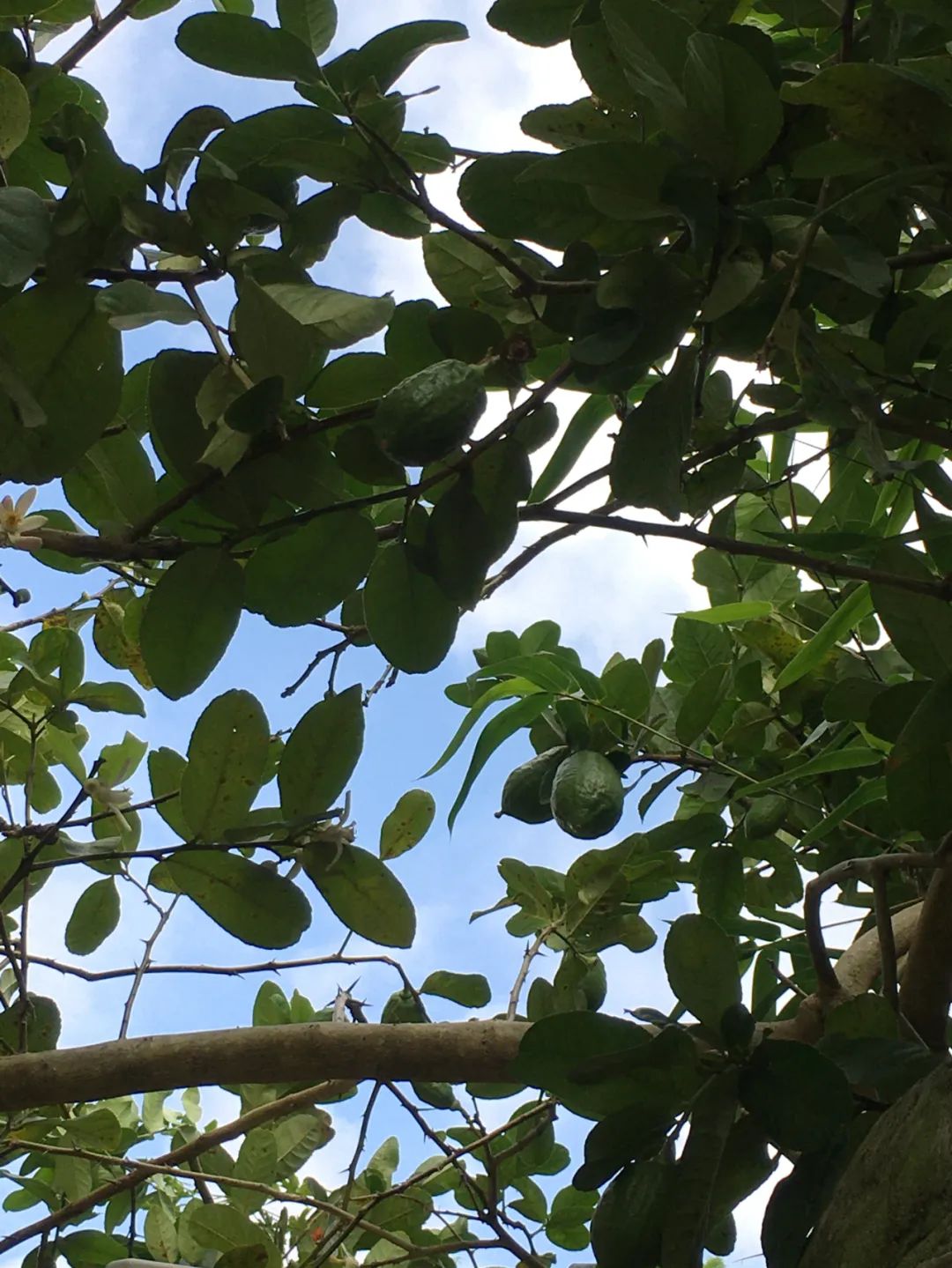 《旭光骑行深圳》第22站——龙华区观湖街道