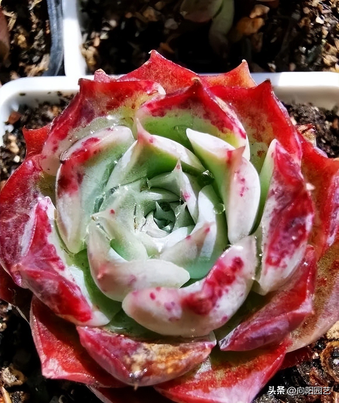 多肉质量有区别，能买北方的，不买南方的，养过就知道了