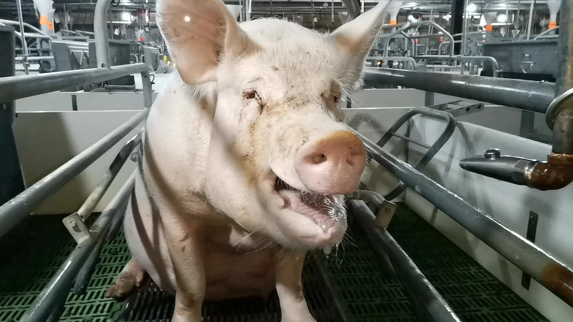 猪脱宫、脱肛、肢体疾病，穴位封闭注射效果好