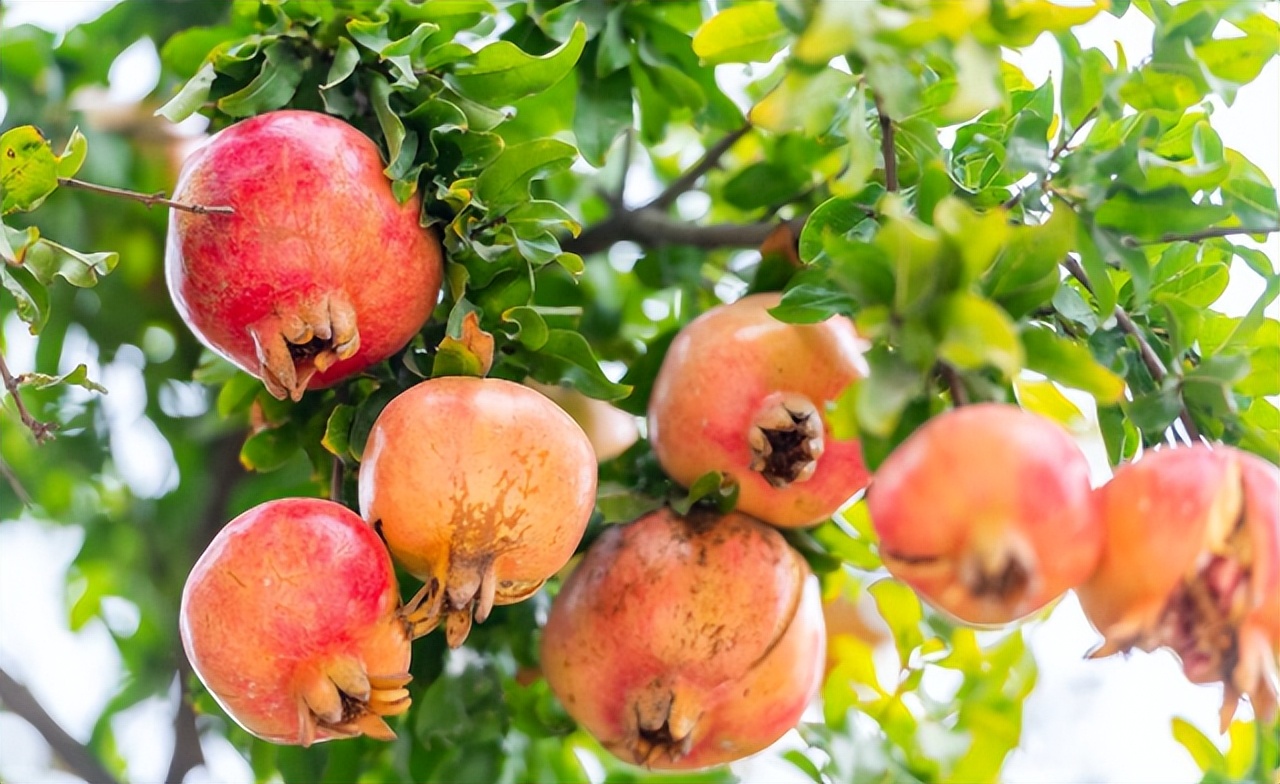 石榴突尼斯软籽石榴特点,石榴突尼斯