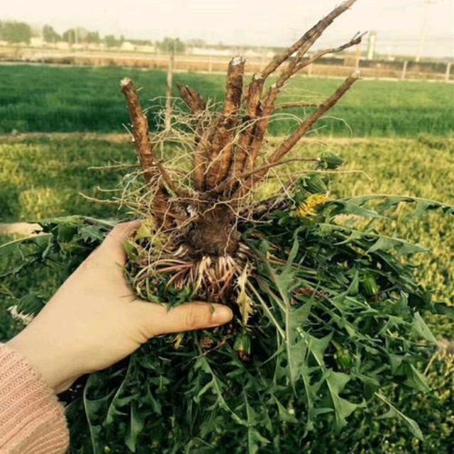 在野外怎么识别蒲公英,野外怎么分辨蒲公英草