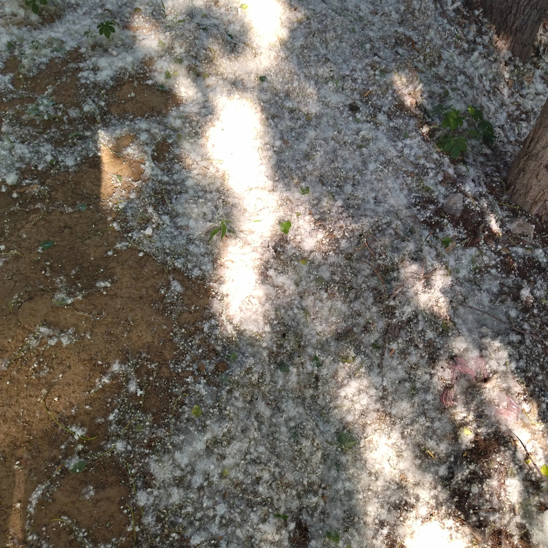 济宁杨絮“猛如虎”，为何多年公认的摇钱树，现在却让人深恶痛绝