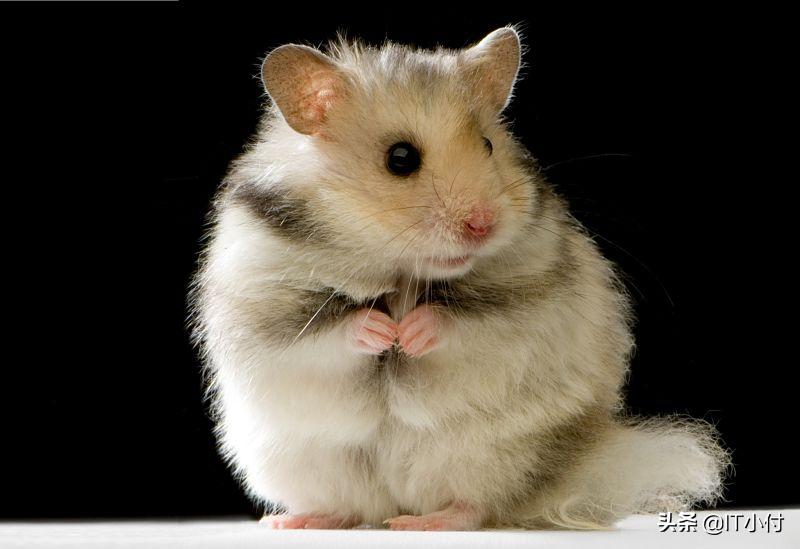 仓鼠幼鼠饲养注意事项,加卡利亚仓鼠饲养方法图解