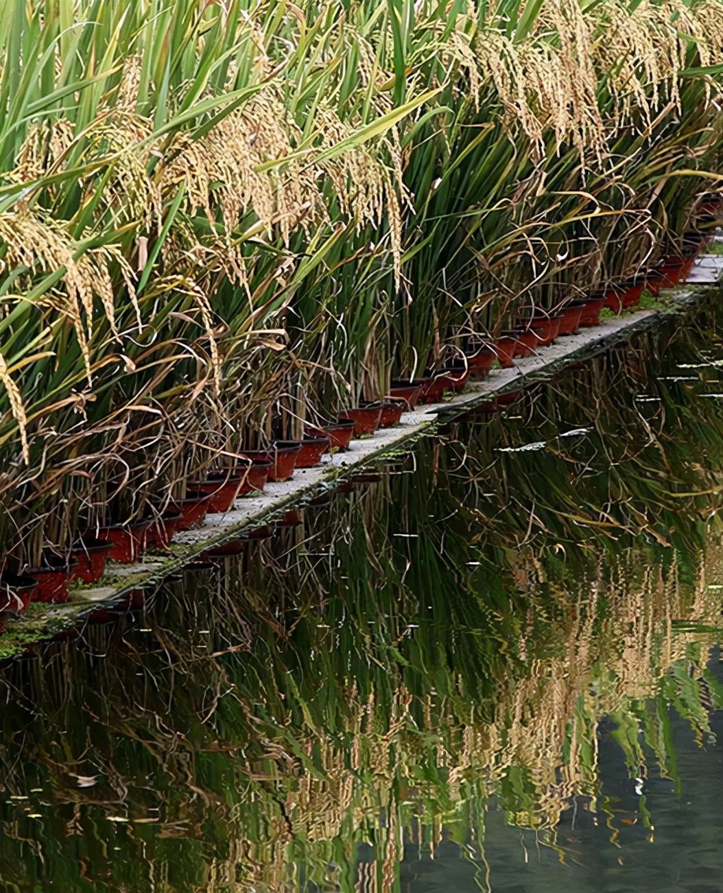 种稻养鱼高产技术,水上种稻水下能养鱼吗