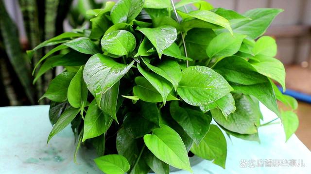 绿萝养了一年了还没长,绿萝养了一年没长怎么办