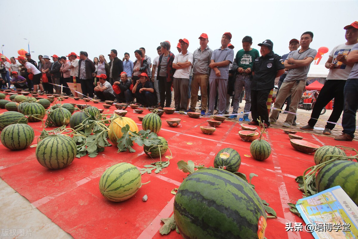 孙培博西瓜视频讲座,孙培博大棚西红柿种植技术