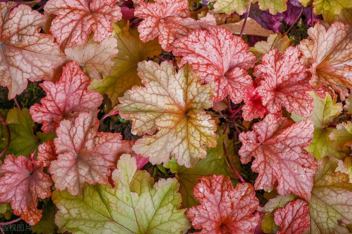 最耐寒耐热的庭院花,室外耐寒耐阴花排行榜