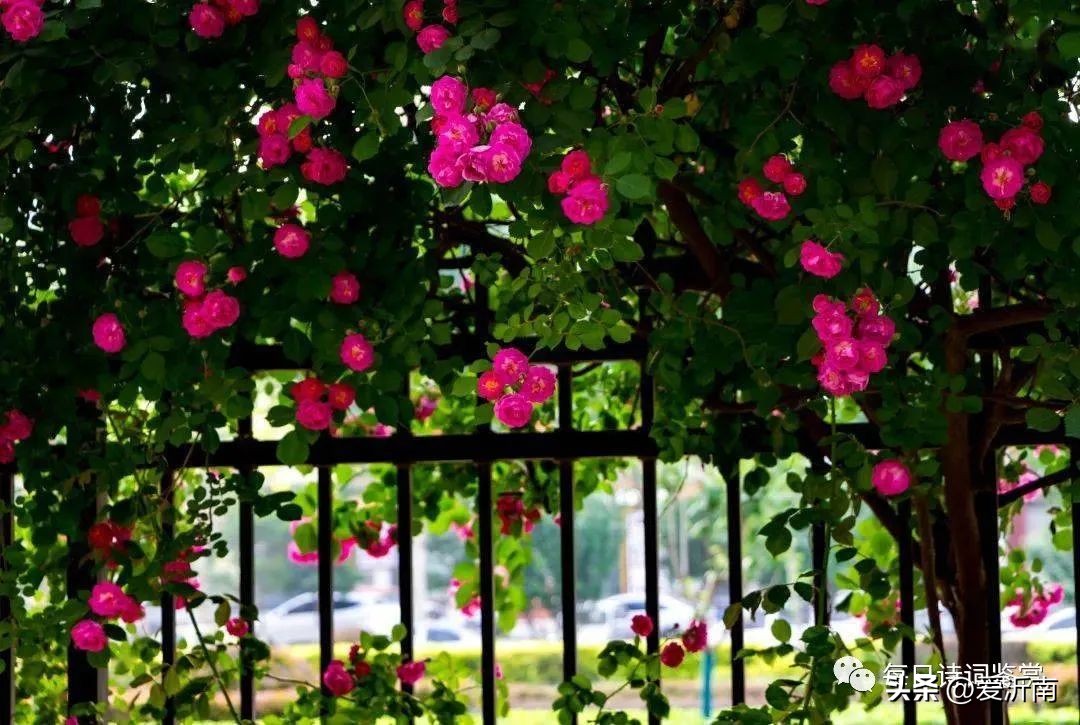 夏日最美的十首唐诗,唐诗三百首中最美的一首诗