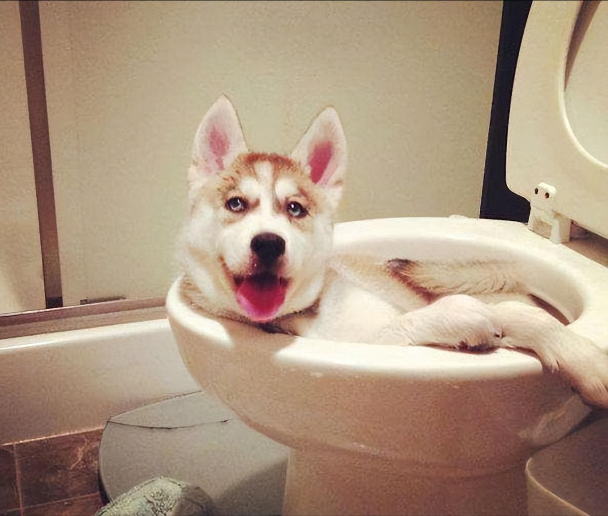 哪几种行为能让狗狗瞬间瘫痪,如何预防狗狗瘫痪