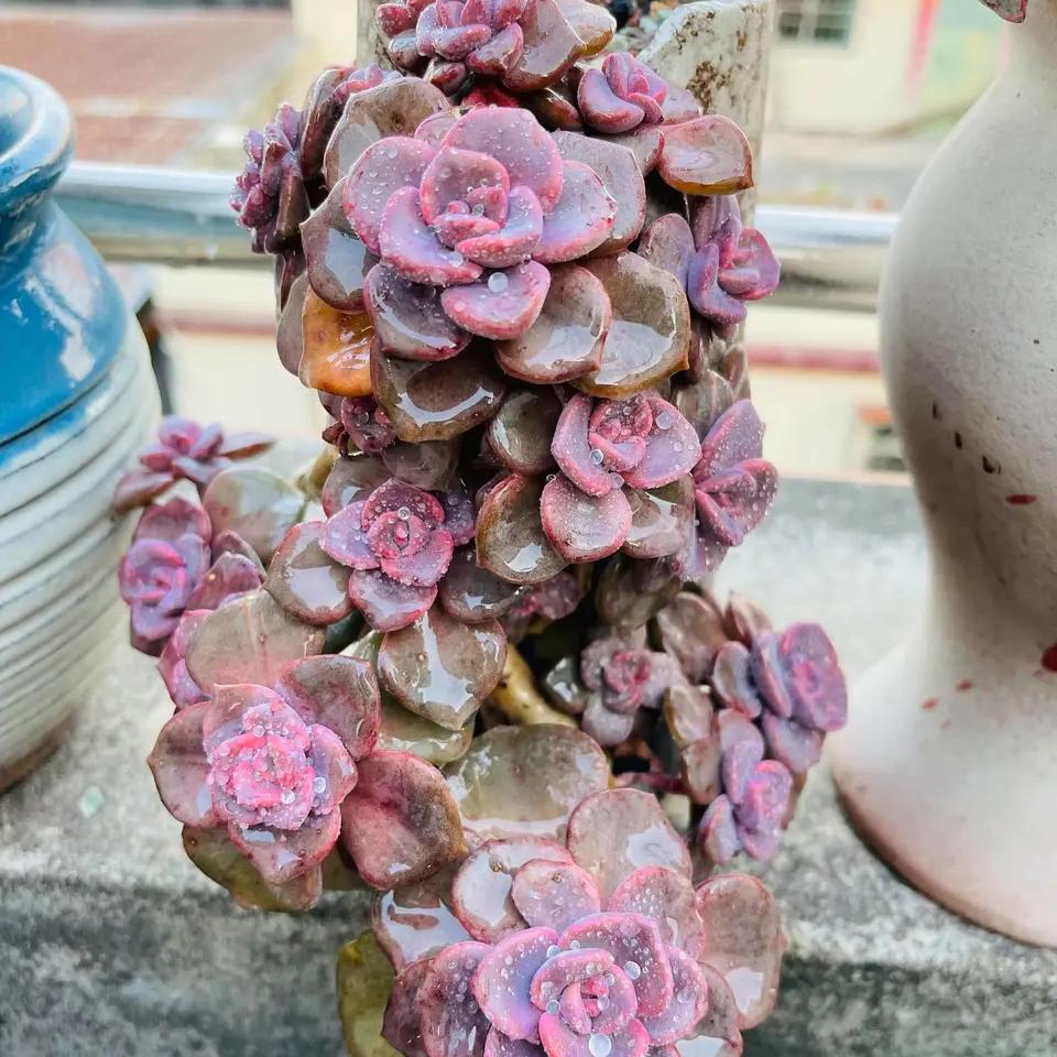 多肉彩虹糖和紫乐有啥区别,彩虹糖多肉和紫乐多肉的区别