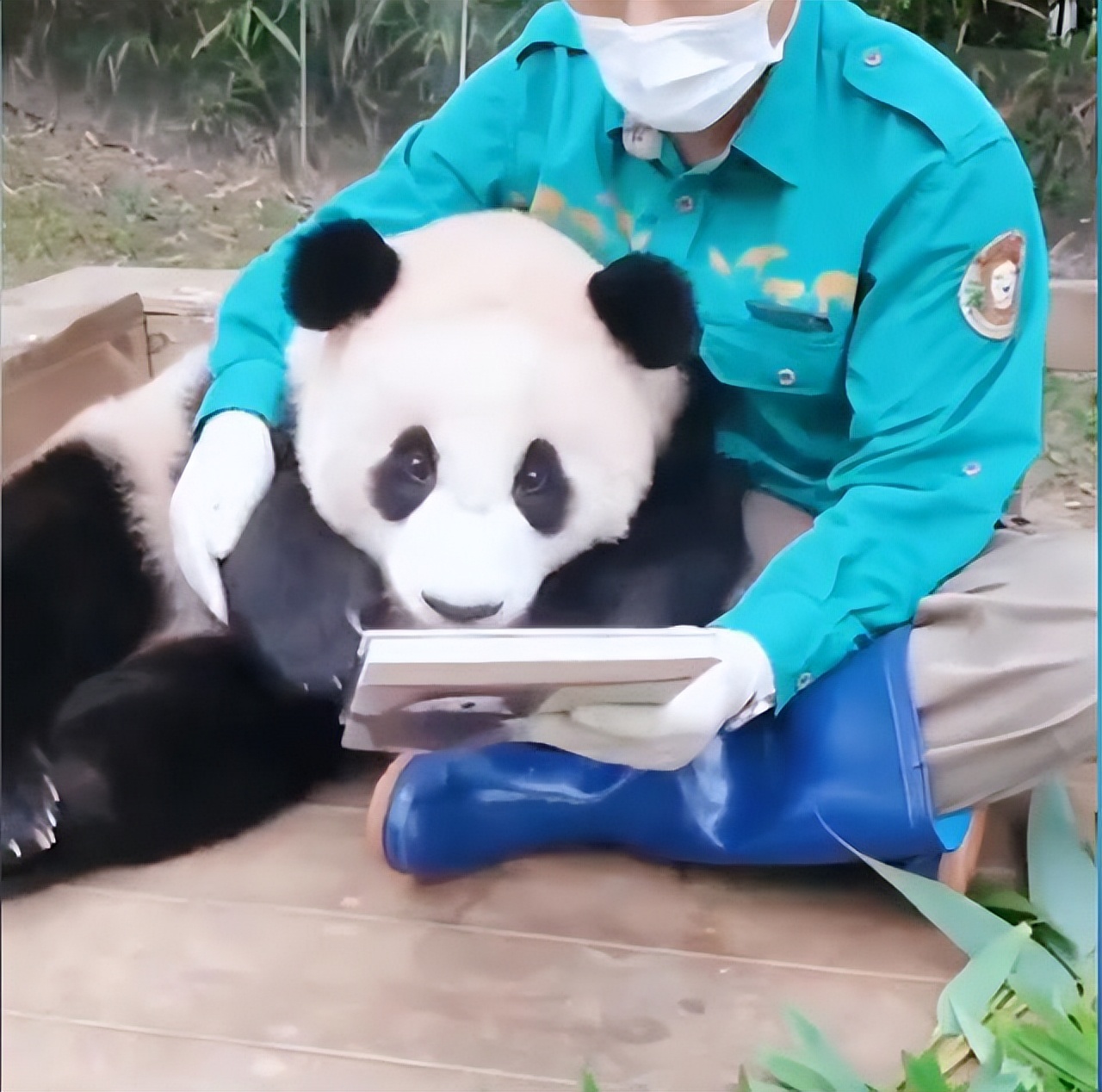 在美国大熊猫回国了吗,目前旅居国外的大熊猫有哪些