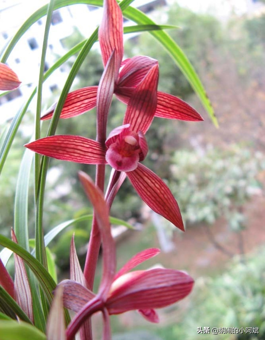 最香的兰花品种排名图片欣赏,兰花的八大品种分别是什么图片