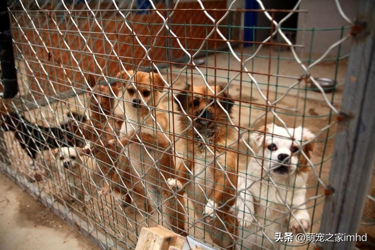 不想养狗了应该把狗狗送去哪里,当你的狗不吃狗粮怎么办
