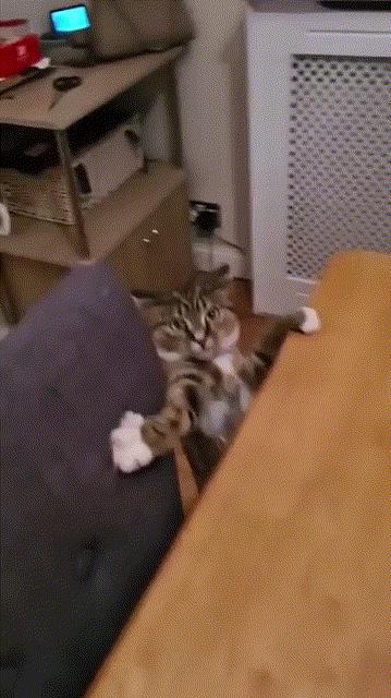 有趣又搞笑的动图,搞笑动图大杂烩