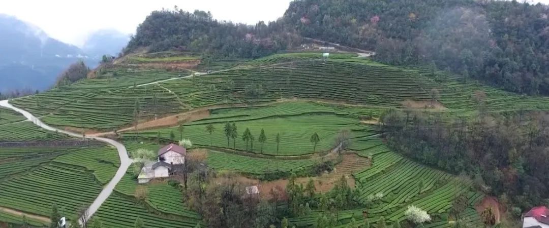 婀栧寳鎵惰传鎺ㄨ崘鑼跺彾,婀栧寳鐪佸唴鎵惰传瀵瑰彛鏀彺瀵规帴