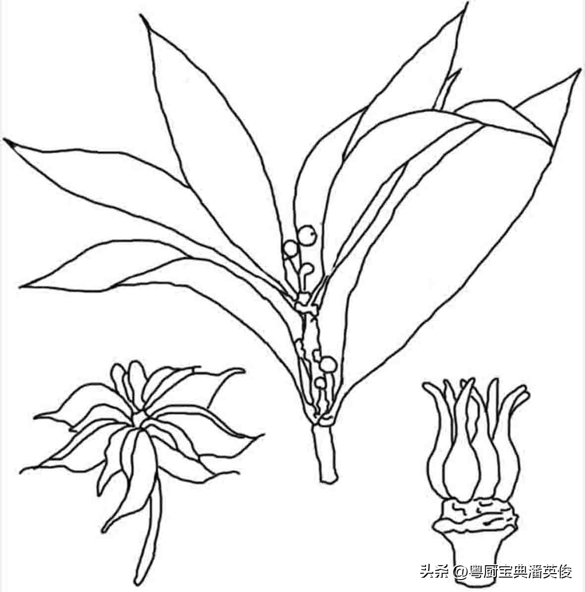 香料知识：八角因形状而得名，原称舶茴香，菜肴及卤味增香的法宝