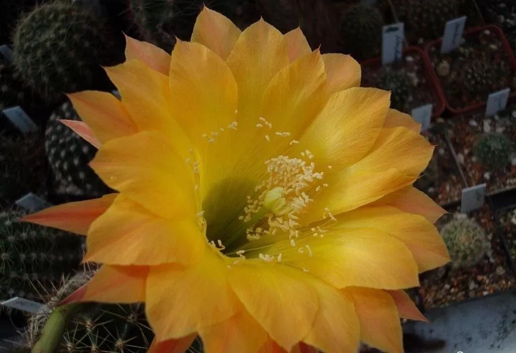 200种·仙人球开花图鉴，大开眼界，美到爆