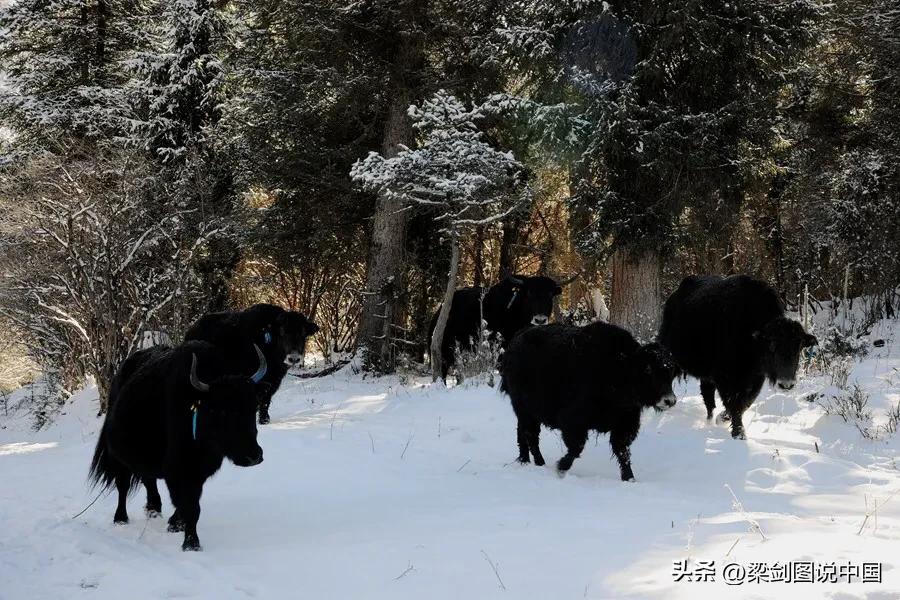 走进大美甘肃我的家，影像记录甘南藏族自治州，卓尼县民族文化。
