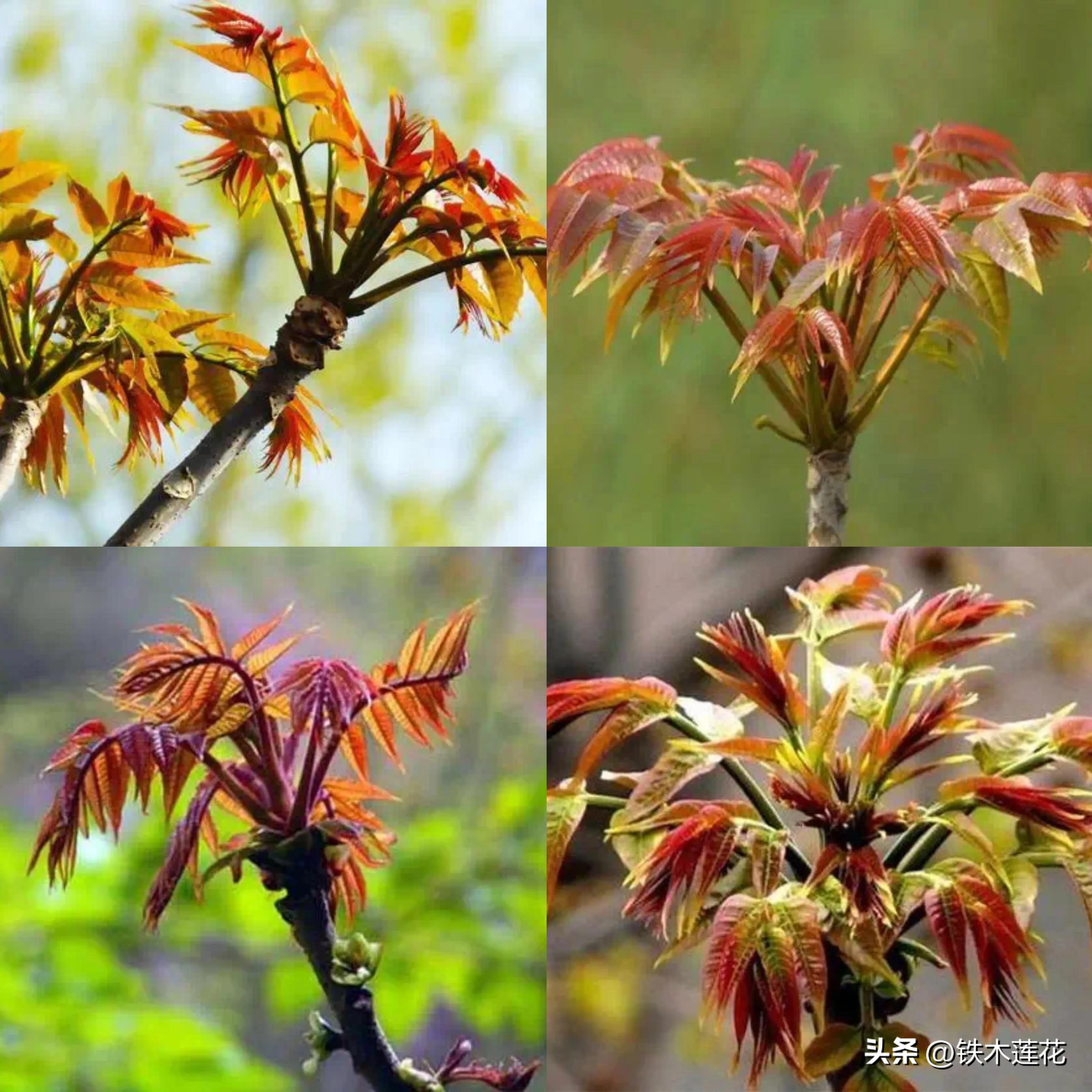 香椿芽炒鸡蛋吃了头晕,盐渍香椿芽炒鸡蛋做法