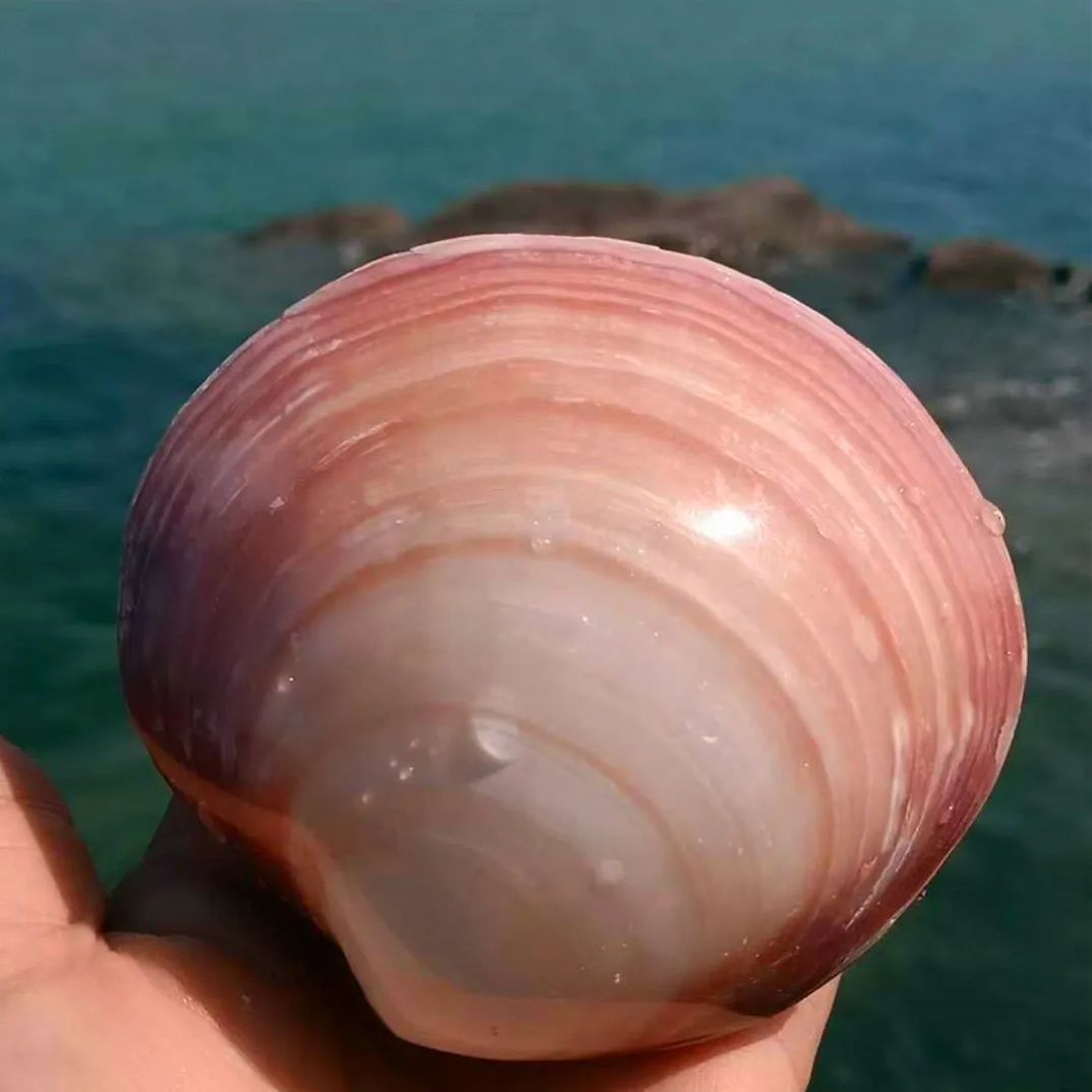 海南海鲜贝类有哪些,海南海鲜贝类