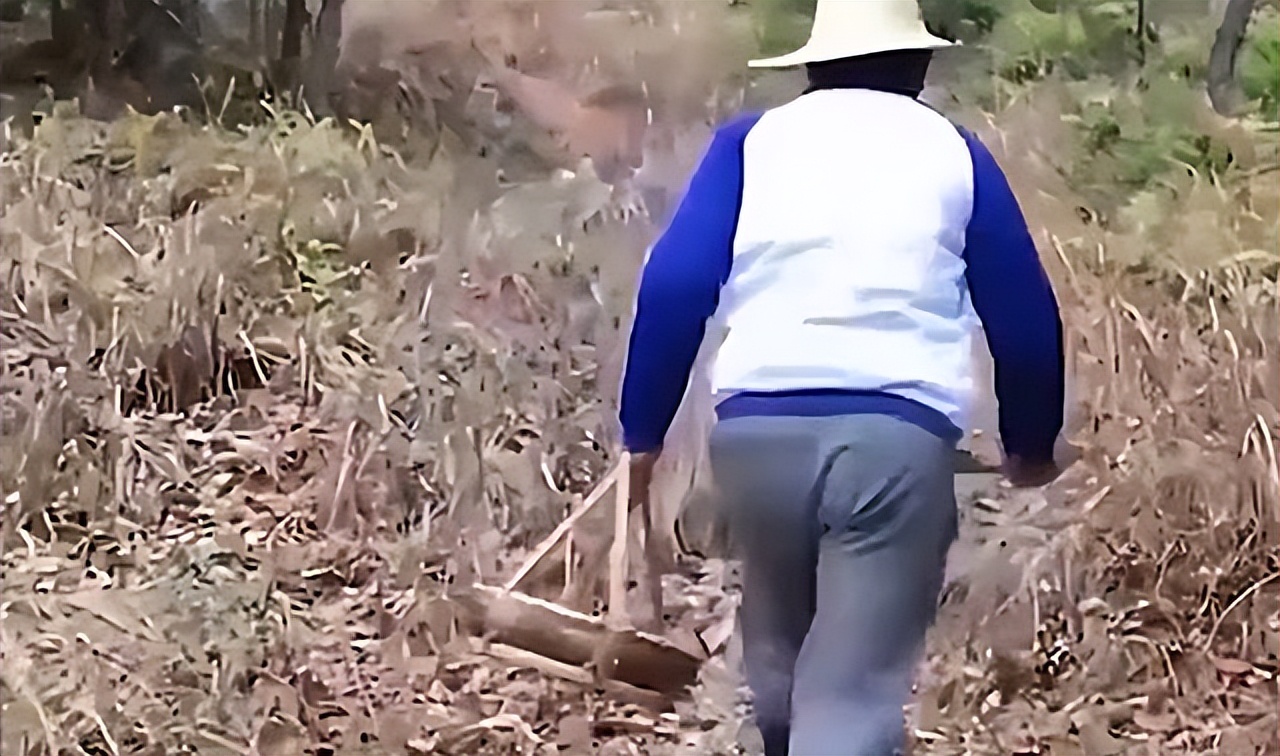 吉林农夫好心救了一条毒蛇,吉林农妇救了一条蛇