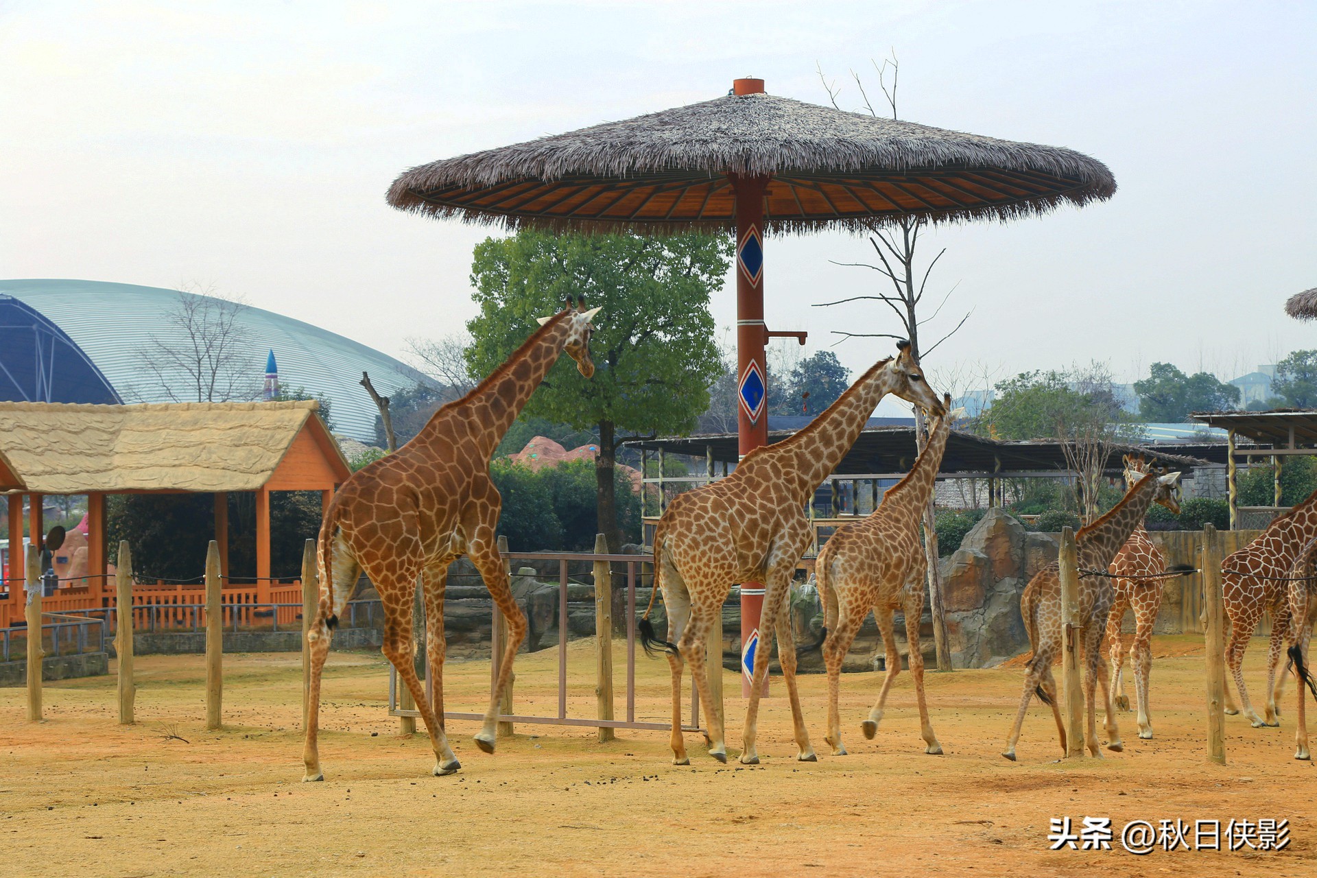 杭州野生动物世界自驾游攻略,杭州野生动物世界自驾还是步行好