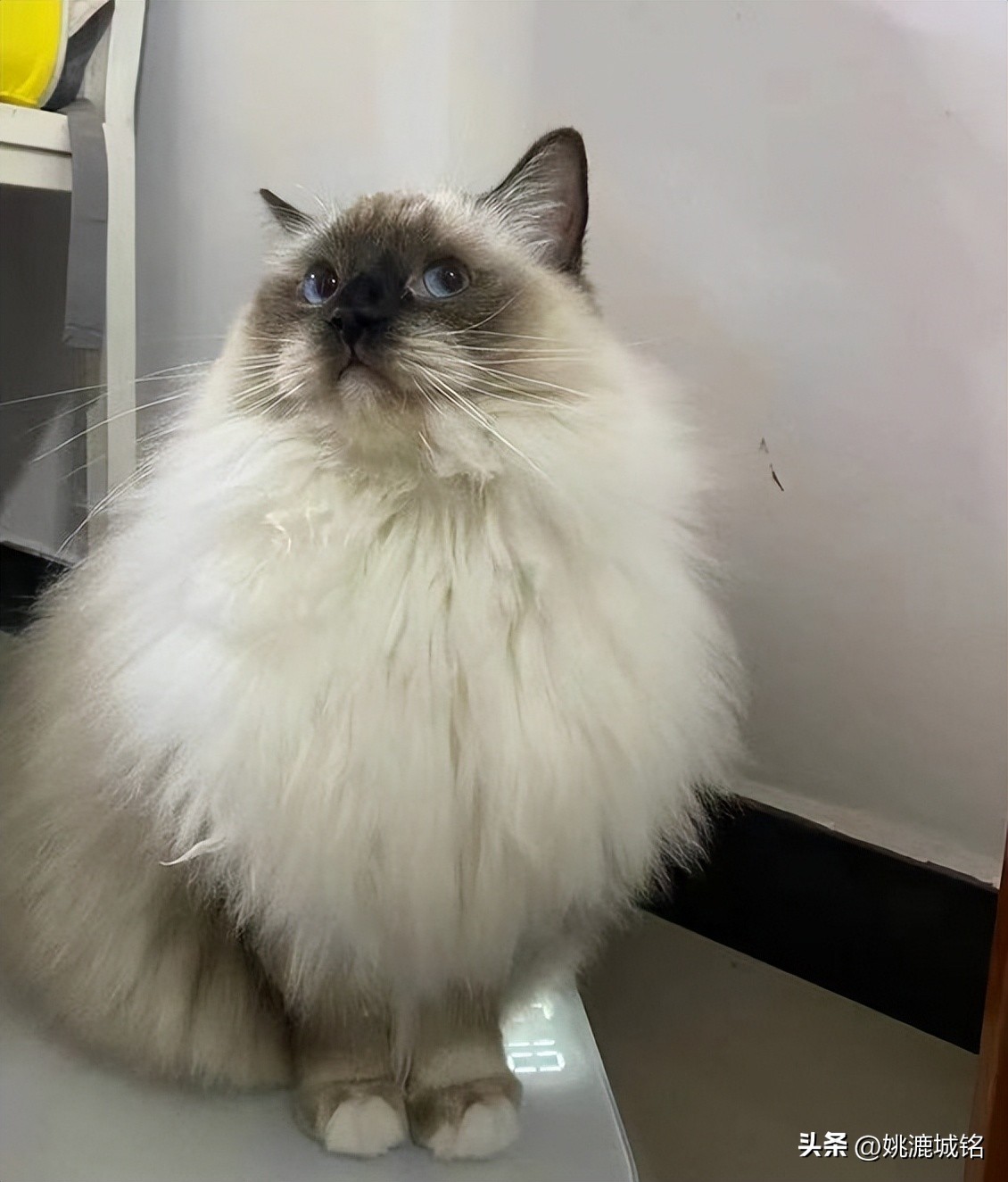 各大品牌猫粮最好单品,2022猫粮排名