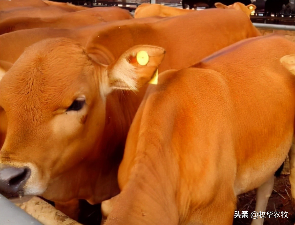 养牛中牛病怎么看,养牛人须知牛腹泻知识