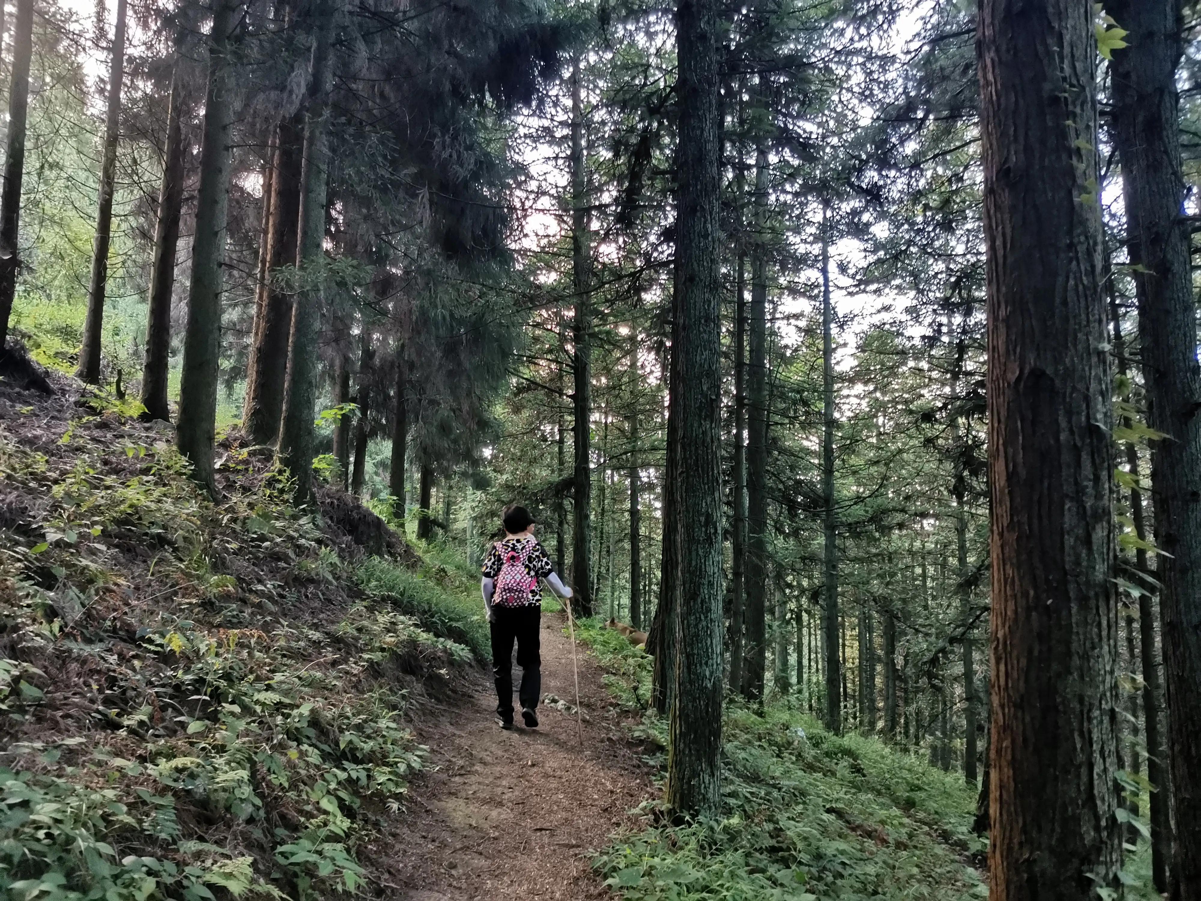 桐梓楚米避暑海拔高的地方,贵州桐梓楚米避暑哪家好