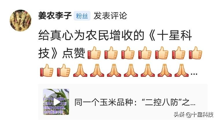 玉米混播高产吗,玉米混播有哪些品种