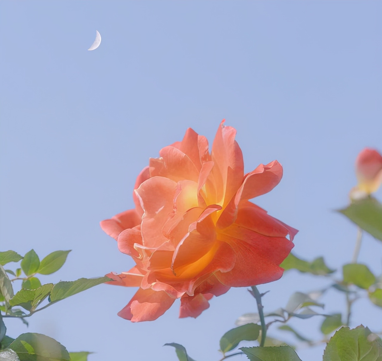 人生路漫漫且从容,人生漫漫如逆旅且行且自持