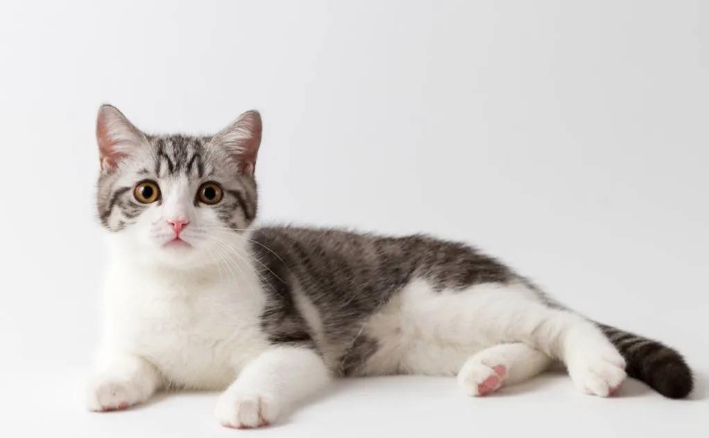 郑振铎猫的教学内容分析,郑振铎的猫课程