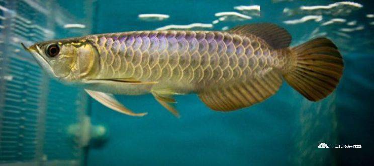 龙鱼的饲养方法和注意事项大全,龙鱼饲养问题