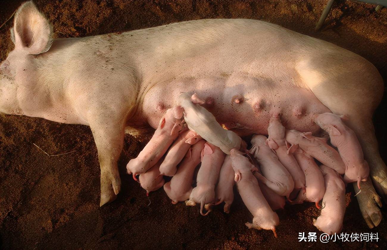 母猪产后消炎最新方法,母猪产后消炎最佳方法