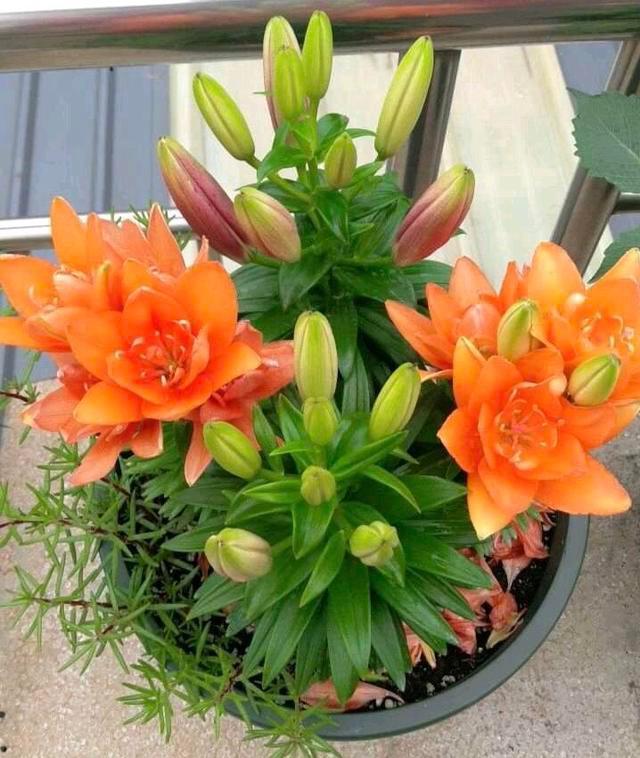 毒性很强的花是什么花,这6种常见的花有毒性