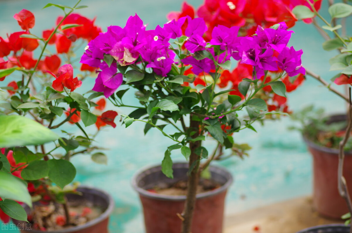 太实用了！45种常见植物养殖方法大全