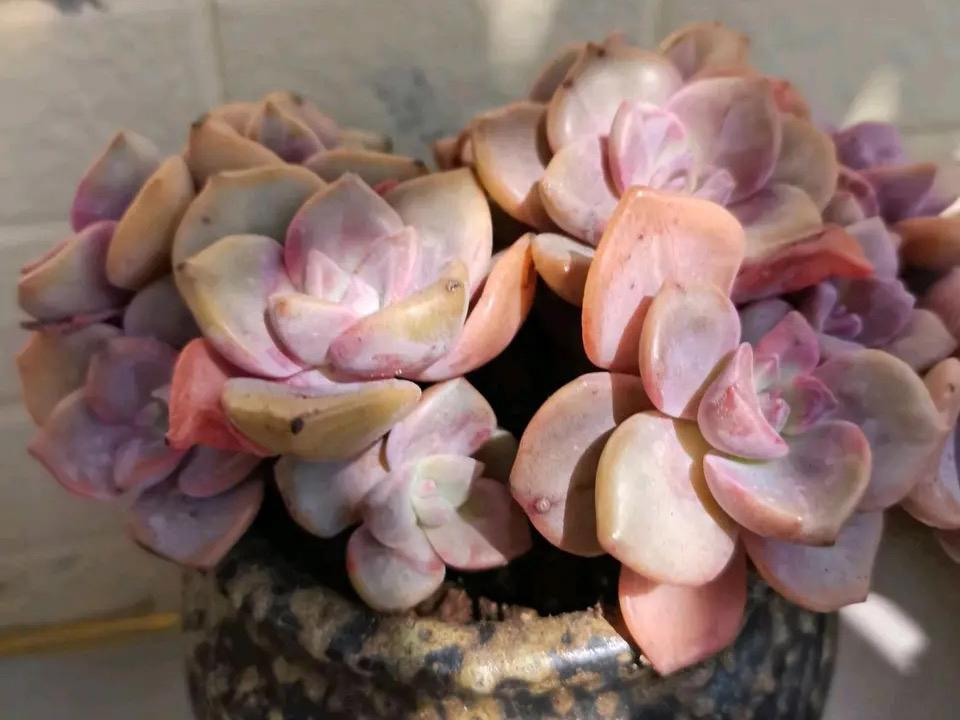 多肉彩虹糖和紫乐有啥区别,彩虹糖多肉和紫乐多肉的区别